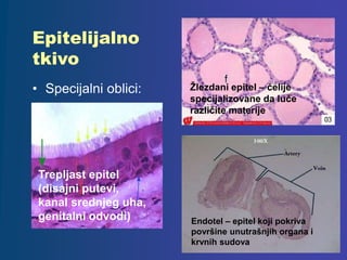 Epitelijalno
tkivo
• Specijalni oblici:
Endotel – epitel koji pokriva
površine unutrašnjih organa i
krvnih sudova
Žlezdani epitel – ćelije
specijalizovane da luče
različite materije
Trepljast epitel
(disajni putevi,
kanal srednjeg uha,
genitalni odvodi)
 