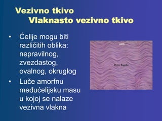 Vezivno tkivo
Vlaknasto vezivno tkivo
• Ćelije mogu biti
različitih oblika:
nepravilnog,
zvezdastog,
ovalnog, okruglog
• Luče amorfnu
međućelijsku masu
u kojoj se nalaze
vezivna vlakna
 