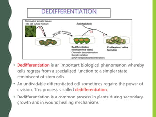 • Dedifferentiation is an important biological phenomenon whereby
cells regress from a specialized function to a simpler state
reminiscent of stem cells.
• An undividable differentiated cell sometimes regains the power of
division. This process is called dedifferentiation.
• Dedifferentiation is a common process in plants during secondary
growth and in wound healing mechanisms.
 