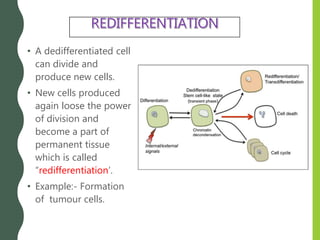 • A dedifferentiated cell
can divide and
produce new cells.
• New cells produced
again loose the power
of division and
become a part of
permanent tissue
which is called
“redifferentiation’.
• Example:- Formation
of tumour cells.
 