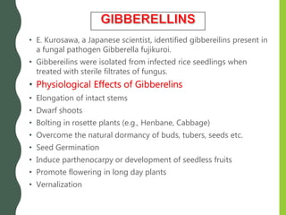 • E. Kurosawa, a Japanese scientist, identified gibbereilins present in
a fungal pathogen Gibberella fujikuroi.
• Gibbereilins were isolated from infected rice seedlings when
treated with sterile filtrates of fungus.
• Physiological Effects of Gibberelins
• Elongation of intact stems
• Dwarf shoots
• Bolting in rosette plants (e.g., Henbane, Cabbage)
• Overcome the natural dormancy of buds, tubers, seeds etc.
• Seed Germination
• Induce parthenocarpy or development of seedless fruits
• Promote flowering in long day plants
• Vernalization
 