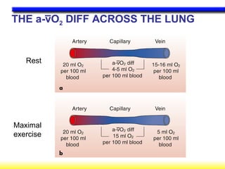 Respiratory | PPT