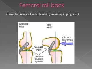 allows for increased knee flexion by avoiding impingement

 