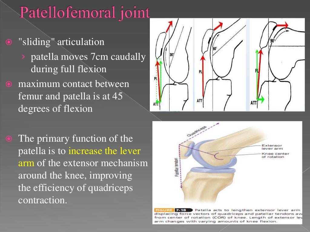knee biomechanics