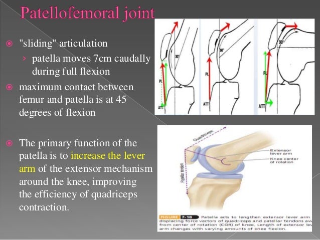 knee biomechanics