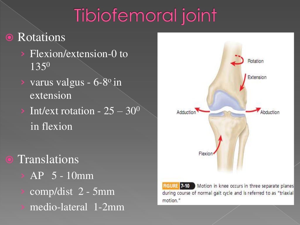 knee biomechanics