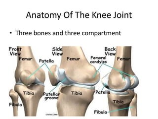 Anatomy Of The Knee Joint
• Three bones and three compartment
 