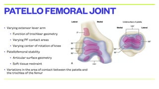 • Varying extensor lever arm
• Function of trochlear geometry
• Varying PF contact areas
• Varying center of rotation of knee
• Patellofemoral stability
• Articular surface geometry
• Soft tissue restraint
• Variations in the area of contact between the patella and
the trochlea of the femur
PATELLOFEMORALJOINT
 