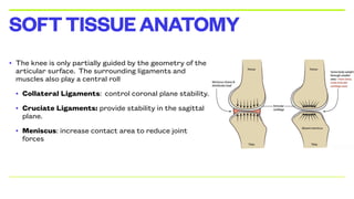 • The knee is only partially guided by the geometry of the
articular surface. The surrounding ligaments and
muscles also play a central roll
• Collateral Ligaments: control coronal plane stability.
• Cruciate Ligaments: provide stability in the sagittal
plane.
• Meniscus: increase contact area to reduce joint
forces
SOFTTISSUEANATOMY
 