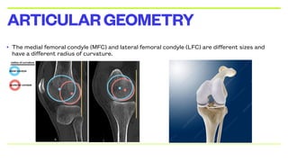 • The medial femoral condyle (MFC) and lateral femoral condyle (LFC) are different sizes and
have a different radius of curvature.
ARTICULARGEOMETRY
 