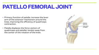 • Primary function of patella: increase the lever
arm of the extensor mechanism around the
knee, improving the efficiency of quadriceps
contraction.
• Patella displaces the force vectors of
quadriceps and patellar tendon away from
the center of the rotation of the knee.
PATELLOFEMORALJOINT
 