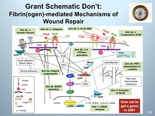 Grant Schematic Don’t:
Fibrin(ogen)-mediated Mechanisms of
Wound Repair
130
How not to
get a grant
in 2001
 