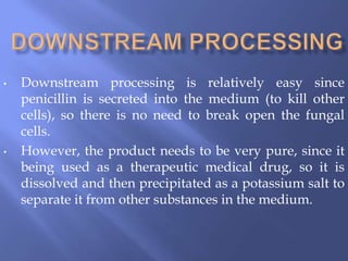 • Downstream processing is relatively easy since
penicillin is secreted into the medium (to kill other
cells), so there is no need to break open the fungal
cells.
• However, the product needs to be very pure, since it
being used as a therapeutic medical drug, so it is
dissolved and then precipitated as a potassium salt to
separate it from other substances in the medium.
 