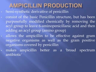 • Semi-synthetic derivative of penicillin
• consist of the basic Penicillin structure, but has been
purposefully modified chemically by removing the
acyl group to leave 6-aminopenicillanic acid and then
adding an acyl group (amino group)
• allows the ampicillin to be effective against gram
negative organisms as well as the gram positive
organisms covered by penicillin
• makes ampicillin better as a 'broad spectrum
antibiotic'
 