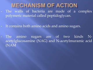• The walls of bacteria are made of a complex
polymeric material called peptidoglycan.
• It contains both amino acids and amino sugars.
• The amino sugars are of two kinds N-
acetylglucosamine (NAG) and N-acetylmuramic acid
(NAM
 