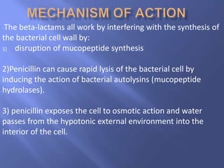 -The beta-lactams all work by interfering with the synthesis of
the bacterial cell wall by:
1) disruption of mucopeptide synthesis
2)Penicillin can cause rapid lysis of the bacterial cell by
inducing the action of bacterial autolysins (mucopeptide
hydrolases).
3) penicillin exposes the cell to osmotic action and water
passes from the hypotonic external environment into the
interior of the cell.
 