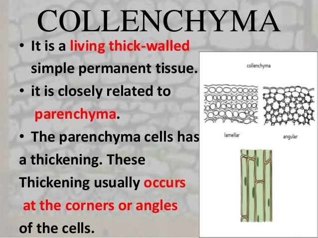 Function Of Collenchyma Tissue In Plants | LUGBJ