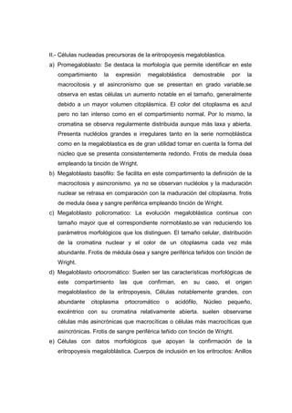 II.- Células nucleadas precursoras de la eritropoyesis megaloblastica.
a) Promegaloblasto: Se destaca la morfología que permite identificar en este
   compartimiento    la    expresión     megaloblástica    demostrable        por   la
   macrocitosis y el asincronismo que se presentan en grado variable.se
   observa en estas células un aumento notable en el tamaño, generalmente
   debido a un mayor volumen citoplásmica. El color del citoplasma es azul
   pero no tan intenso como en el compartimiento normal. Por lo mismo, la
   cromatina se observa regularmente distribuida aunque más laxa y abierta.
   Presenta nucléolos grandes e irregulares tanto en la serie normoblástica
   como en la megaloblastica es de gran utilidad tomar en cuenta la forma del
   núcleo que se presenta consistentemente redondo. Frotis de medula ósea
   empleando la tinción de Wright.
b) Megaloblasto basófilo: Se facilita en este compartimiento la definición de la
   macrocitosis y asincronismo. ya no se observan nucléolos y la maduración
   nuclear se retrasa en comparación con la maduración del citoplasma. frotis
   de medula ósea y sangre periférica empleando tinción de Wright.
c) Megaloblasto policromatico: La evolución megaloblástica continua con
   tamaño mayor que el correspondiente normoblasto.se van reduciendo los
   parámetros morfológicos que los distinguen. El tamaño celular, distribución
   de la cromatina nuclear y el color de un citoplasma cada vez más
   abundante. Frotis de médula ósea y sangre periférica teñidos con tinción de
   Wright.
d) Megaloblasto ortocromático: Suelen ser las características morfológicas de
   este   compartimiento     las   que   confirman,   en   su   caso,    el    origen
   megaloblastico de la eritropoyesis, Células notablemente grandes, con
   abundante    citoplasma    ortocromático    o   acidófilo,   Núcleo    pequeño,
   excéntrico con su cromatina relativamente abierta. suelen observarse
   células más asincrónicas que macrocíticas o células más macrocíticas que
   asincrónicas. Frotis de sangre periférica teñido con tinción de Wright.
e) Células con datos morfológicos que apoyan la confirmación de la
   eritropoyesis megaloblástica. Cuerpos de inclusión en los eritrocitos: Anillos
 