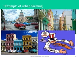 • Example of urban farming
Is planting food in public space possible? 11
 