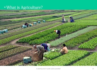 • What is Agriculture?
Is planting food in public space possible? 13
 