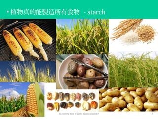 • 植物真的能製造所有食物 - starch
Is planting food in public space possible? 7
 