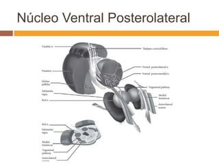 Núcleo Ventral Posterolateral