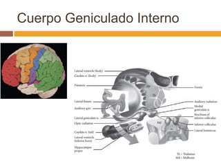 Cuerpo Geniculado Interno