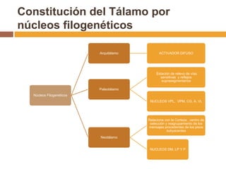 Constitución del Tálamo por núcleos filogenéticos
