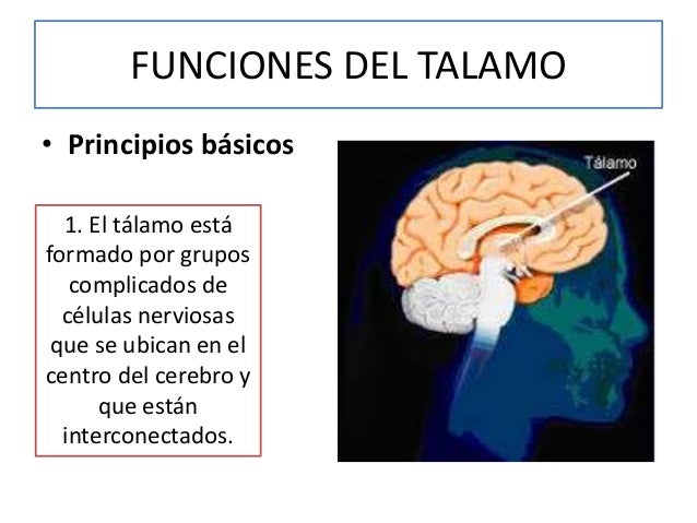Tálamo y sus conexiones