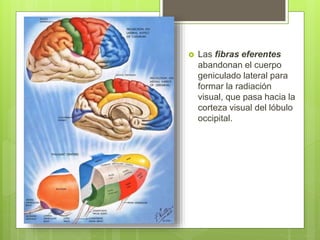  Las fibras eferentes
abandonan el cuerpo
geniculado lateral para
formar la radiación
visual, que pasa hacia la
corteza visual del lóbulo
occipital.
 