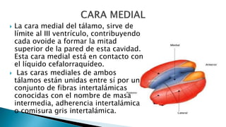  La cara medial del tálamo, sirve de
límite al III ventrículo, contribuyendo
cada ovoide a formar la mitad
superior de la pared de esta cavidad.
Esta cara medial está en contacto con
el líquido cefalorraquídeo.
 Las caras mediales de ambos
tálamos están unidas entre sí por un
conjunto de fibras intertalámicas
conocidas con el nombre de masa
intermedia, adherencia intertalámica
o comisura gris intertalámica.
 