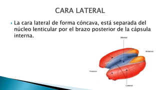  La cara lateral de forma cóncava, está separada del
núcleo lenticular por el brazo posterior de la cápsula
interna.
 