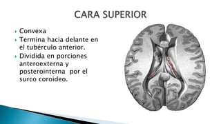  Convexa
 Termina hacia delante en
el tubérculo anterior.
 Dividida en porciones
anteroexterna y
posterointerna por el
surco coroideo.
 