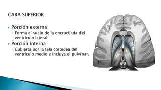 CARA SUPERIOR
 Porción externa
◦ Forma el suelo de la encrucijada del
ventrículo lateral.
 Porción interna
◦ Cubierta por la tela coroidea del
ventrículo medio e incluye el pulvinar.
 