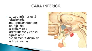  La cara inferior está
relacionada
anatómicamente con
los núcleos
subtálamicos
lateralmente y con el
hipotálamo
propiamente dicho en
la línea media.
 