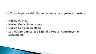 La Zona Posterior del tálamo contiene los siguientes núcleos:
 Núcleo Pulvinar
 Núcleo Geniculado Lateral
 Núcleo Geniculado Medial
 Los Núcleo Geniculado Lateral y Medial, constituyen el
Metatálamo
 