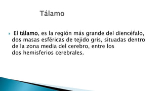  El tálamo, es la región más grande del diencéfalo,
dos masas esféricas de tejido gris, situadas dentro
de la zona media del cerebro, entre los
dos hemisferios cerebrales.
 