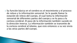  Su función básica en el cerebro es el movimiento y el proceso
de relevo y la información sensorial. Se le puede llamar la
estación de relevo del cuerpo, el cual toma la información
sensorial de diferentes partes del cuerpo y se lo pasa a la
corteza cerebral. El paso de la información también sucede en
la dirección inversa. La información también se transmite de
la corteza cerebral al tálamo, que este entonces a su vez envía
a las otras partes del cuerpo.
 