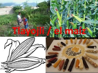 Tlayojli / el maíz
 