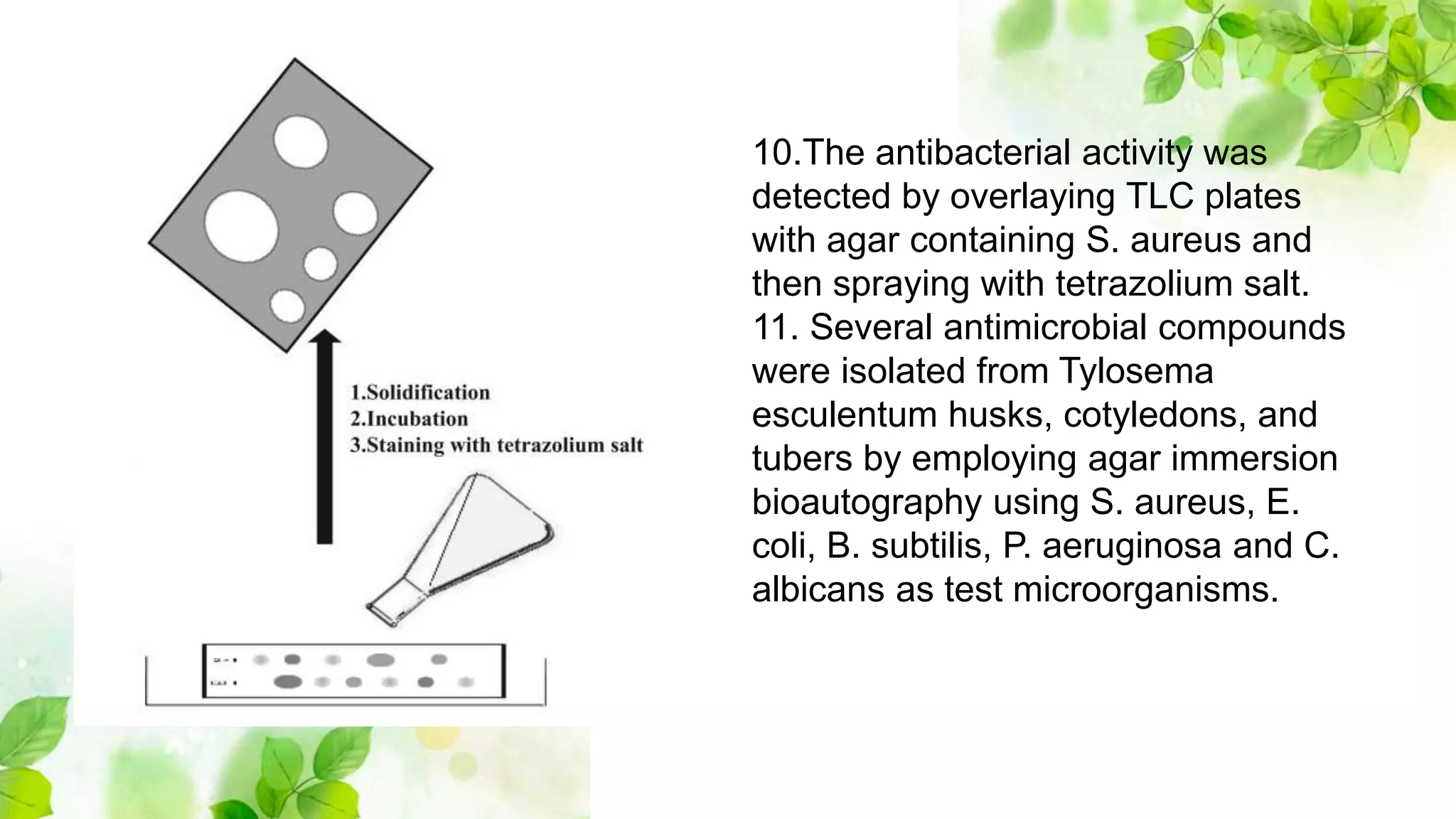 Bioautography TLC Bioautography (TLC as highthrough put screening). | PPTX