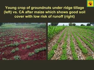 Young crop of groundnuts under ridge tillage
(left) vs. CA after maize which shows good soil
cover with low risk of runoff (right)
 