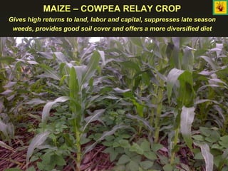 MAIZE – COWPEA RELAY CROP
Gives high returns to land, labor and capital, suppresses late season
weeds, provides good soil cover and offers a more diversified diet
 