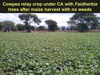 Cowpea relay crop under CA with Faidherbia
trees after maize harvest with no weeds
 