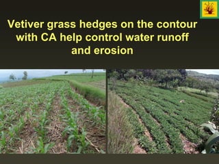 Vetiver grass hedges on the contour
with CA help control water runoff
and erosion
 