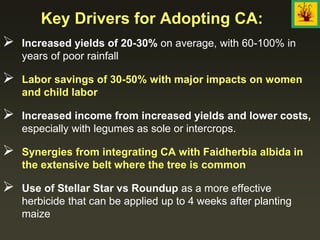  Increased yields of 20-30% on average, with 60-100% in
years of poor rainfall
 Labor savings of 30-50% with major impacts on women
and child labor
 Increased income from increased yields and lower costs,
especially with legumes as sole or intercrops.
 Synergies from integrating CA with Faidherbia albida in
the extensive belt where the tree is common
 Use of Stellar Star vs Roundup as a more effective
herbicide that can be applied up to 4 weeks after planting
maize
Key Drivers for Adopting CA:
 