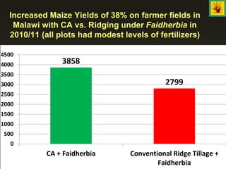 Increased Maize Yields of 38% on farmer fields in
Malawi with CA vs. Ridging under Faidherbia in
2010/11 (all plots had modest levels of fertilizers)
3858
2799
0
500
1000
1500
2000
2500
3000
3500
4000
4500
CA + Faidherbia Conventional Ridge Tillage +
Faidherbia
 