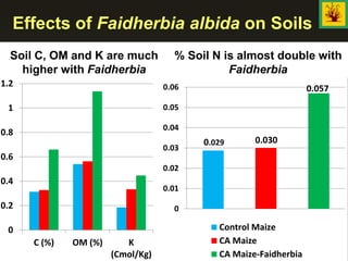 Effects of Faidherbia albida on Soils
Soil C, OM and K are much
higher with Faidherbia
0
0.2
0.4
0.6
0.8
1
1.2
C (%) OM (%) K
(Cmol/Kg)
% Soil N is almost double with
Faidherbia
0.029 0.030
0.057
0
0.01
0.02
0.03
0.04
0.05
0.06
Control Maize
CA Maize
CA Maize-Faidherbia
 