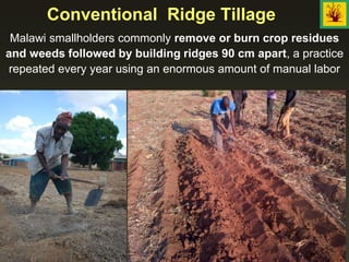Conventional Ridge Tillage
Malawi smallholders commonly remove or burn crop residues
and weeds followed by building ridges 90 cm apart, a practice
repeated every year using an enormous amount of manual labor
 