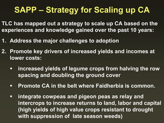 SAPP – Strategy for Scaling up CA
TLC has mapped out a strategy to scale up CA based on the
experiences and knowledge gained over the past 10 years:
1. Address the major challenges to adoption
2. Promote key drivers of increased yields and incomes at
lower costs:
 increased yields of legume crops from halving the row
spacing and doubling the ground cover
 Promote CA in the belt where Faidherbia is common.
 integrate cowpeas and pigeon peas as relay and
intercrops to increase returns to land, labor and capital
(high yields of high value crops resistant to drought
with suppression of late season weeds)
 