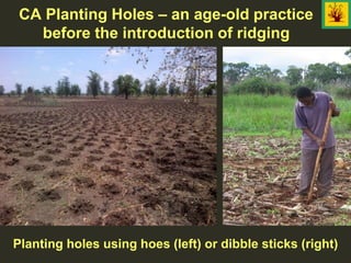 CA Planting Holes – an age-old practice
before the introduction of ridging
Planting holes using hoes (left) or dibble sticks (right)
 